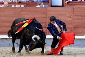 Photographie taurine de grandeur morantiste